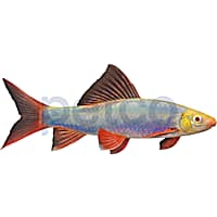 Freshwater sharks petco top