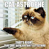 Willow Creek Press Cat-Astrophe Book