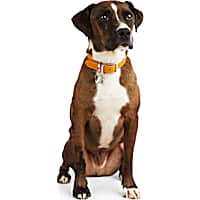 YOULY The Avant Garde Green Tie-Dye Rope Dog Collar