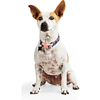 YOULY The Happy-Go-Lucky Multicolor Floral Dog Collar
