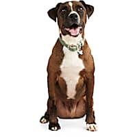YOULY The Heir Green & Tan Dog Collar