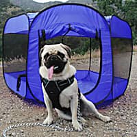 Paws and Pals Blue Pet Playpen Portable Pop Up Tent
