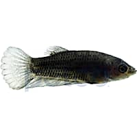 Male Midnight Betta