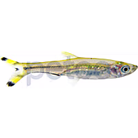 Scissortail Rasbora