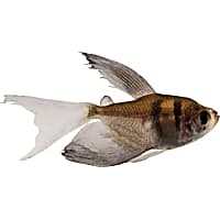 Cardinal new arrivals tetra petco