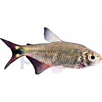 Buenos Aires Tetra