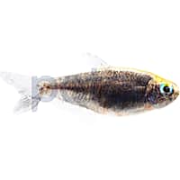 Cardinal new arrivals tetra petco