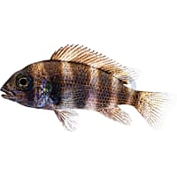 Frontosa Cichlid