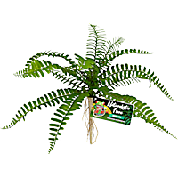 Zoo Med Naturalistic Flora Sword Fern or Terrarium and Paludarium