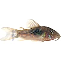 Bronze Cory Catfish