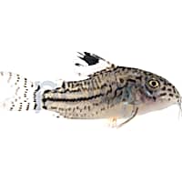 False Julii Cory Catfish