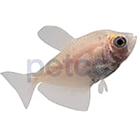 Neon tetra price at new arrivals petco
