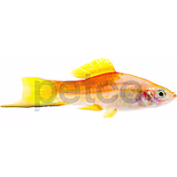 Pineapple Swordtail