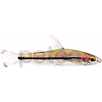 Denison Barb