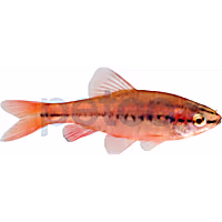 Cherry Barb