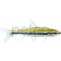Golden Pencilfish