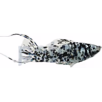Dalmatian Lyretail Molly