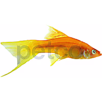 Red Lyretail Swordtail