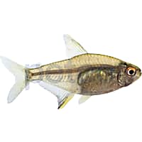 Cardinal sales tetra petco