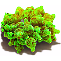 Green Bubble Tip Anemone