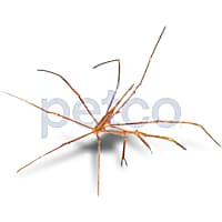 Arrow Crab