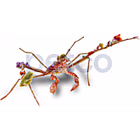 Decorator Arrow Crab