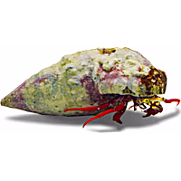 Scarlet Hermit Crab