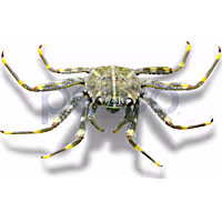 Sallylightfoot Crab