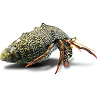 Red Tip Hermit Crab