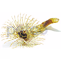 Feather Dusters