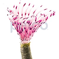 Dwarf Pink Featherduster Worm