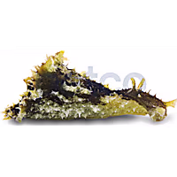 California Sea Hare