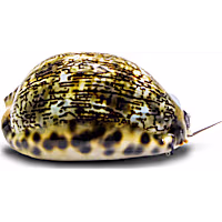 Chestnut Cowrie
