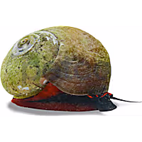 Red Collar Snail