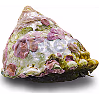 Top Crown Snail