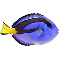 Saltwater Fish for Sale Petco