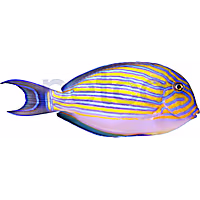 Clown Tang