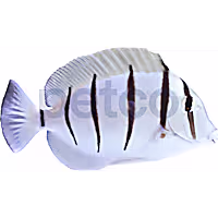 Convict Tang