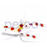 Coral Banded Shrimp