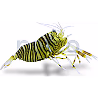 Bumble Bee Shrimp