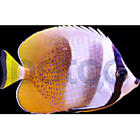 Orange Klein's Butterfly