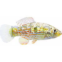 American Flagfish
