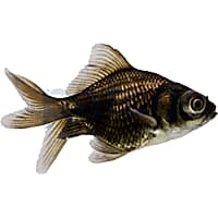 Mosquito fish for sale petco sales