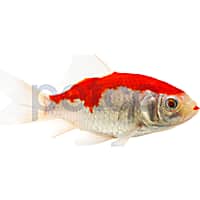Feeder goldfish for sale near me clearance