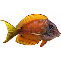 Two Spot Bristletooth Tang