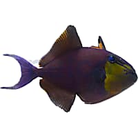 Purchase saltwater fish 2025
