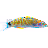 Lunar Lyretail Wrasse