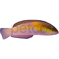 Neon Wrasse