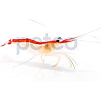 Skunk Cleaner Shrimp