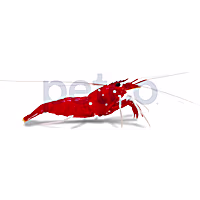 Blood/Fire Shrimp
